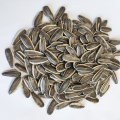 High Quality Sunflower Seed 5009  Market Price For Sale with Export Sunflower Seeds